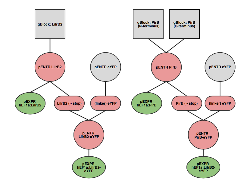 Receptor Parts Tree